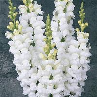Monaco White Snapdragon Bloom