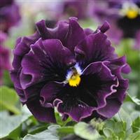 Frizzle Sizzle Mini Purple Shades Viola Bloom