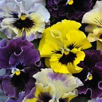 Frizzle Sizzle Mini Mixture Viola Bloom