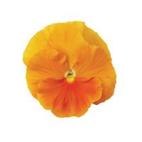 Matrix® Orange Pansy Bloom
