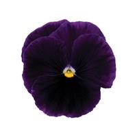 Matrix® Purple Pansy Bloom