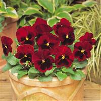 Matrix® Red Blotch Pansy Container
