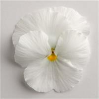 Matrix® White Pansy Bloom