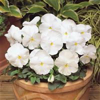Matrix® White Pansy Container