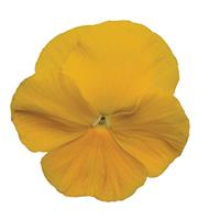 Matrix® Yellow Pansy Bloom