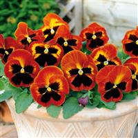 Matrix® Solar Flare Pansy Container