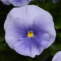 Matrix® Light Blue Pansy Bloom