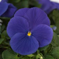 Matrix® True Blue Pansy Bloom