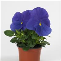 Matrix® True Blue Pansy Container