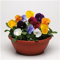 Matrix® Clear Mixture Pansy Container