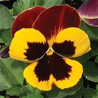 Matrix® Red Wing Pansy Bloom