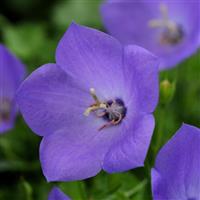 Campanula Rapido Blue Bloom