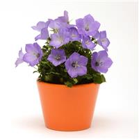 Campanula Rapido Blue Container