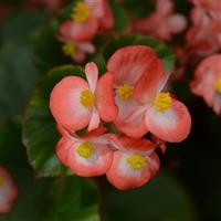 BabyWing® Bicolor Begonia Bloom