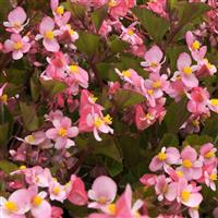 BabyWing® Pink Begonia Bloom