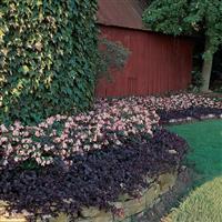 BabyWing® Pink Begonia Commercial Landscape 1