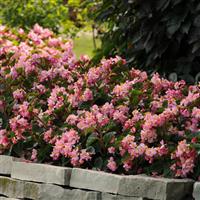 BabyWing® Pink Begonia Commercial Landscape 2