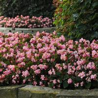 BabyWing® Pink Begonia Commercial Landscape 3