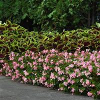 BabyWing® Pink Begonia Commercial Landscape 4