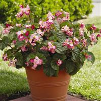 BabyWing® Pink Begonia Container