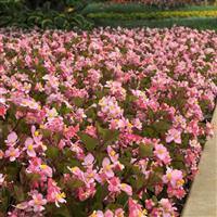 BabyWing® Pink Begonia Landscape
