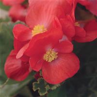 BabyWing® Red Begonia Bloom