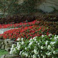 BabyWing® Red Begonia Commercial Landscape 1