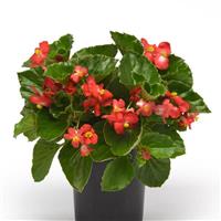 BabyWing® Red Begonia Container