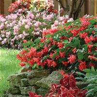 BabyWing® Red Begonia Landscape