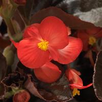 BabyWing® Red Bronze Leaf Begonia Bloom