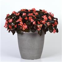 BabyWing® Red Bronze Leaf Begonia Container