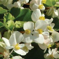 BabyWing® White Begonia Bloom