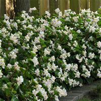 BabyWing® White Begonia Commercial Landscape 1