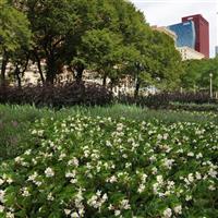 BabyWing® White Begonia Commercial Landscape 2