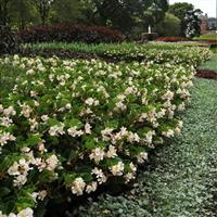 BabyWing® White Begonia Commercial Landscape 3