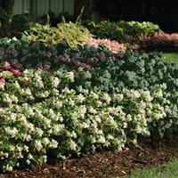 BabyWing® White Begonia Landscape