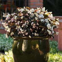 BabyWing® White Bronze Leaf Begonia Container