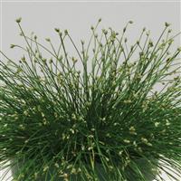 Live Wire ColorGrass® Isolepis Bloom