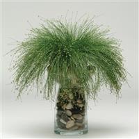 Live Wire ColorGrass® Isolepis Container