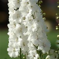 Delphinium Guardian White Bloom