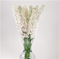 Delphinium Guardian White Cutflower