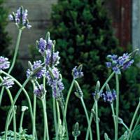 Lavandula Spanish Eyes Bloom