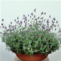 Lavandula Spanish Eyes Container