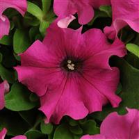 Pretty Grand™ Purple Petunia Bloom