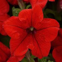 Pretty Grand™ Red Petunia Bloom