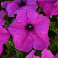 Pretty Grand™ Violet Petunia Bloom