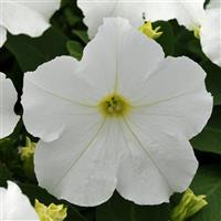 Pretty Grand™ White Petunia Bloom