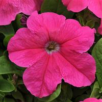 Pretty Grand™ Deep Pink Petunia Bloom