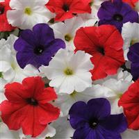 Pretty Grand™ Flag Mixture Petunia Bloom