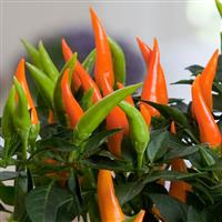 Santos Orange Ornamental Pepper Bloom
